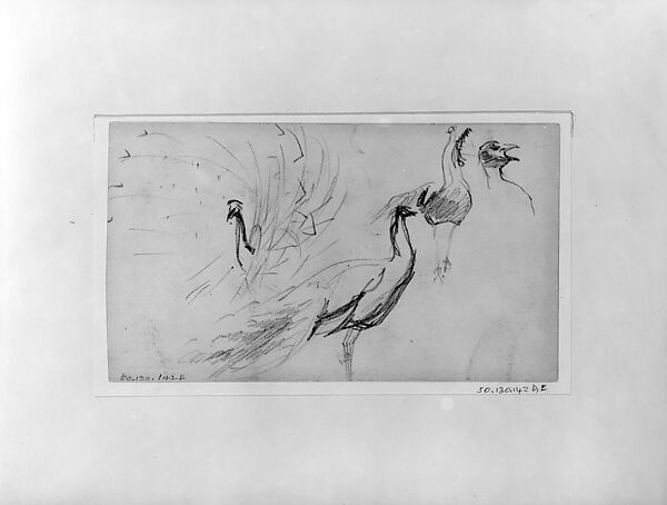 Peacocks, John Singer Sargent (American, Florence 1856–1925 London), Graphite on off-white wove paper, American