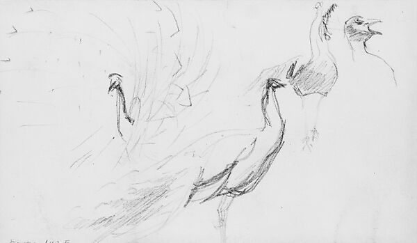 Peacocks, John Singer Sargent (American, Florence 1856–1925 London), Graphite on off-white wove paper, American 