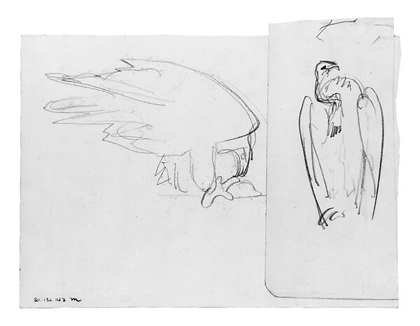 Vulture, John Singer Sargent (American, Florence 1856–1925 London), Graphite on off-white wove paper, American 