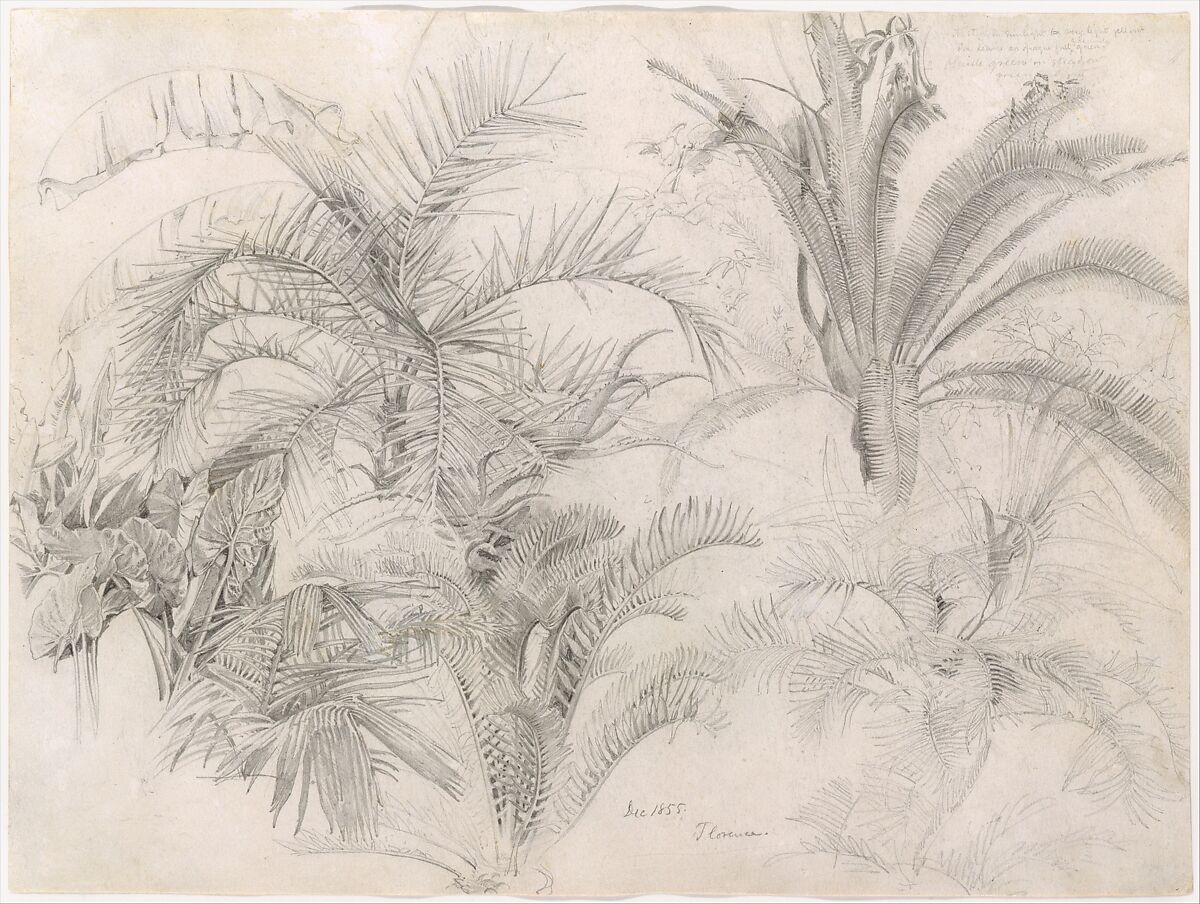 Palms, William Trost Richards (American, Philadelphia, Pennsylvania 1833–1905 Newport, Rhode Island), Graphite on off-white wove paper, American 