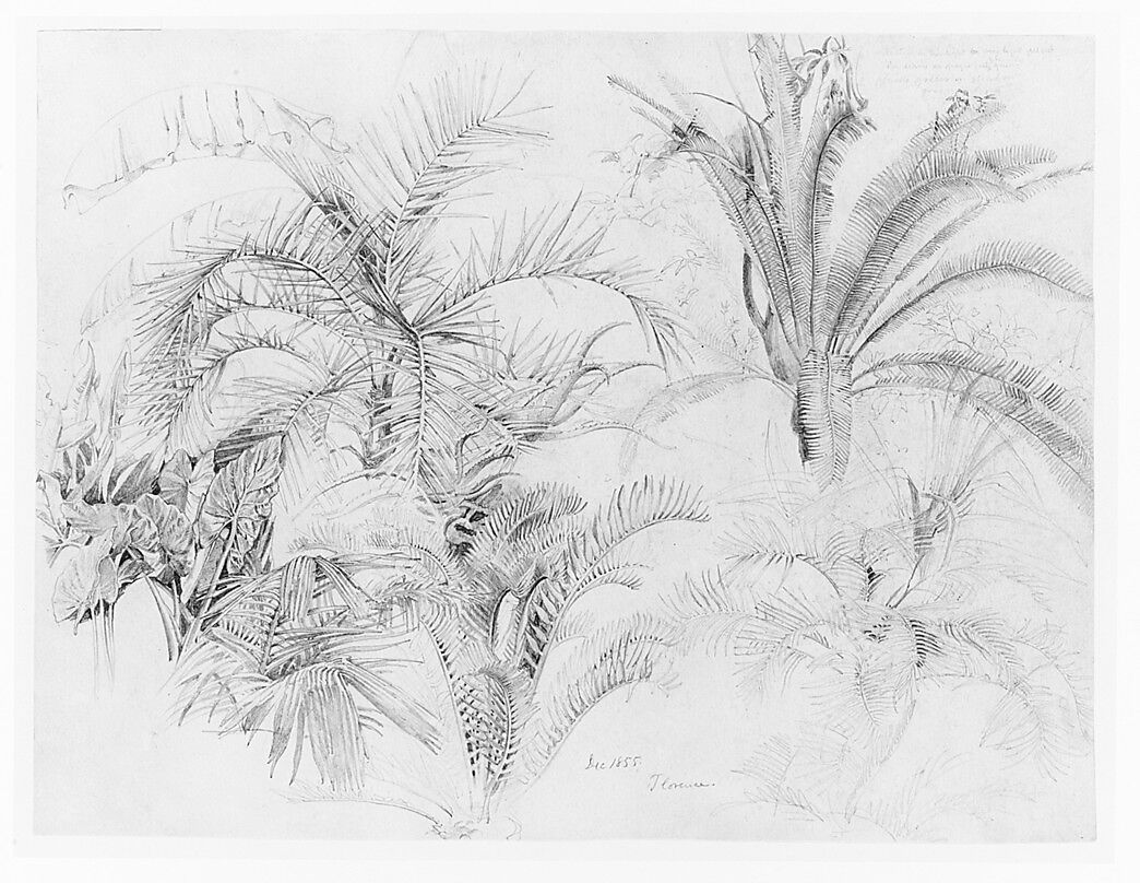 Palms, William Trost Richards (American, Philadelphia, Pennsylvania 1833–1905 Newport, Rhode Island), Graphite on off-white wove paper, American