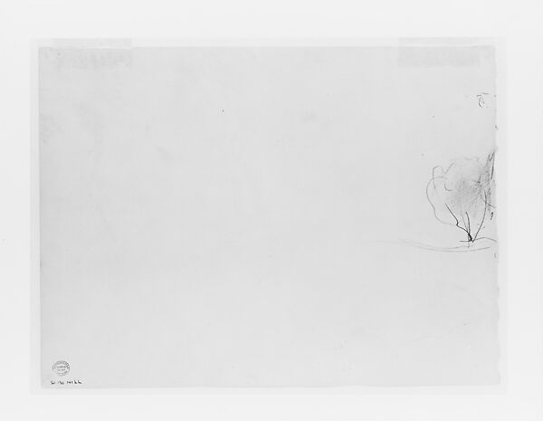 Tree, John Singer Sargent (American, Florence 1856–1925 London), Graphite on pale green wove paper, American