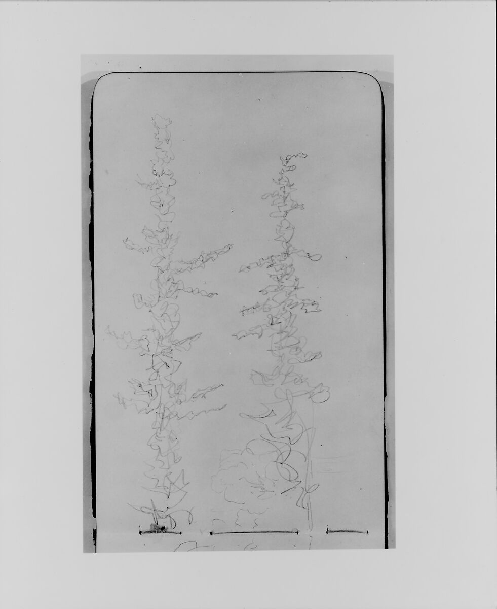 Poplars (from Sketchbook), Albert Bierstadt (American, Solingen 1830–1902 New York), Graphite on wove paper, American 