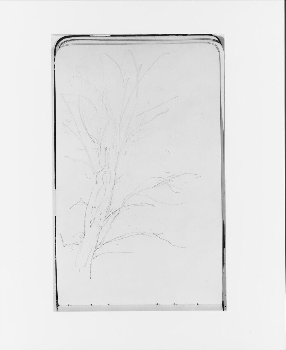 Tree (from Sketchbook), Albert Bierstadt (American, Solingen 1830–1902 New York), Graphite on wove paper, American 