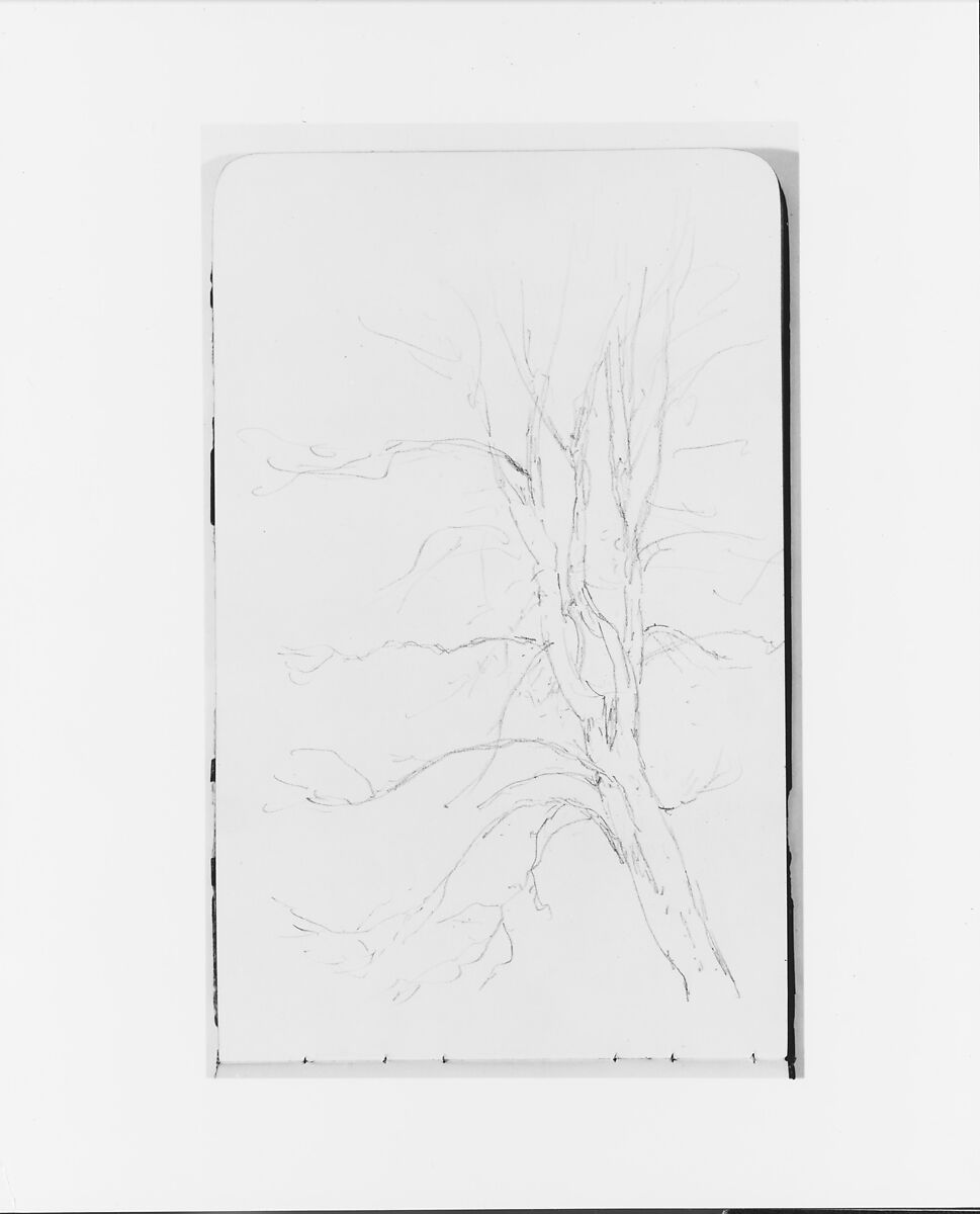 Tree (from Sketchbook), Albert Bierstadt (American, Solingen 1830–1902 New York), Graphite on wove paper, American 