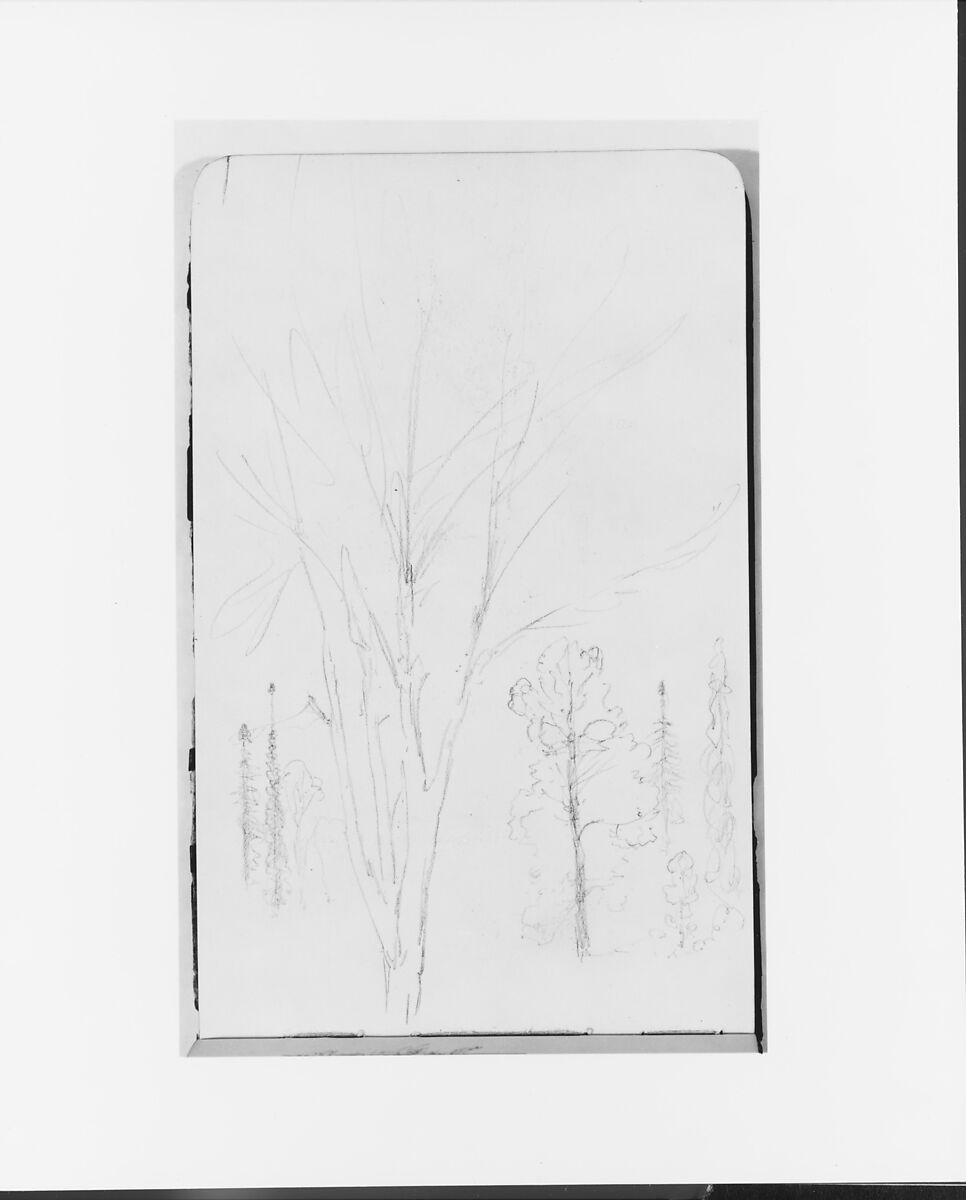 Albert Bierstadt | Sketches of Trees (from Sketchbook) | American | The ...