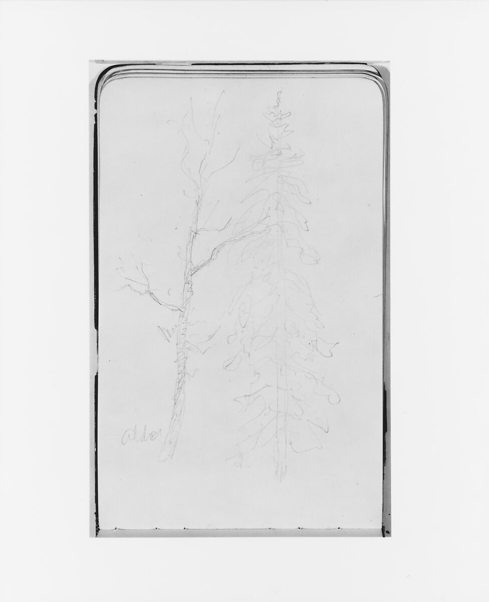 Alder and Evergreen (from Sketchbook), Albert Bierstadt (American, Solingen 1830–1902 New York), Graphite on wove paper, American 