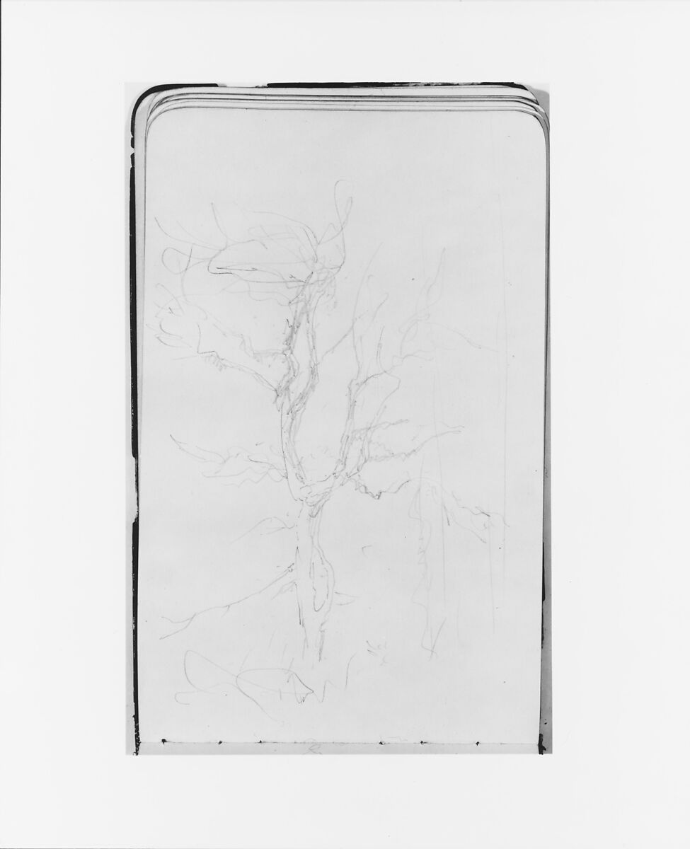 Tree Sketch (from Sketchbook), Albert Bierstadt (American, Solingen 1830–1902 New York), Graphite on wove paper, American 