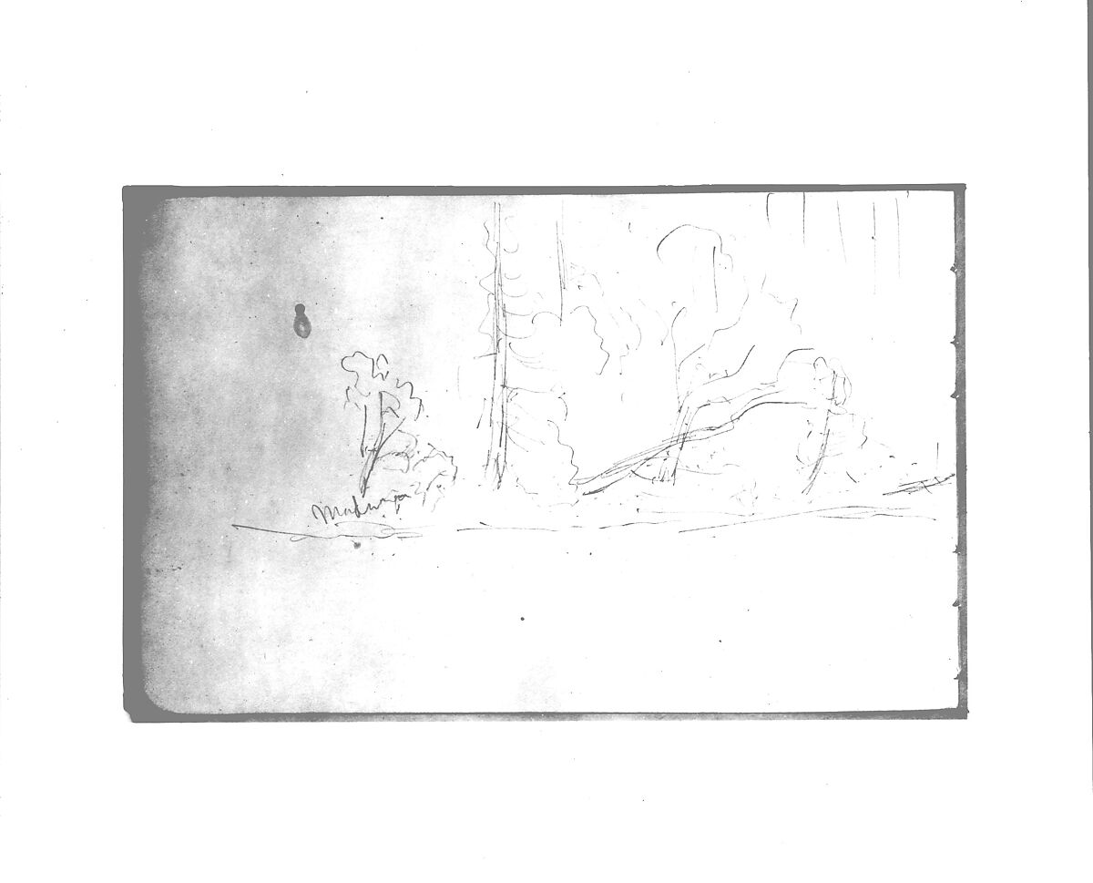 Trees (from Sketchbook), Albert Bierstadt (American, Solingen 1830–1902 New York), Graphite on wove paper, American 