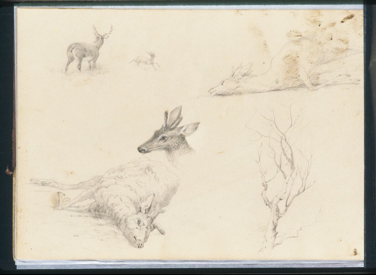 Five Deer Sketches; Sketch of a Bare Tree (from Sketchbook), Thomas Hewes Hinckley (1813–1896), Graphite on beige papr, American 