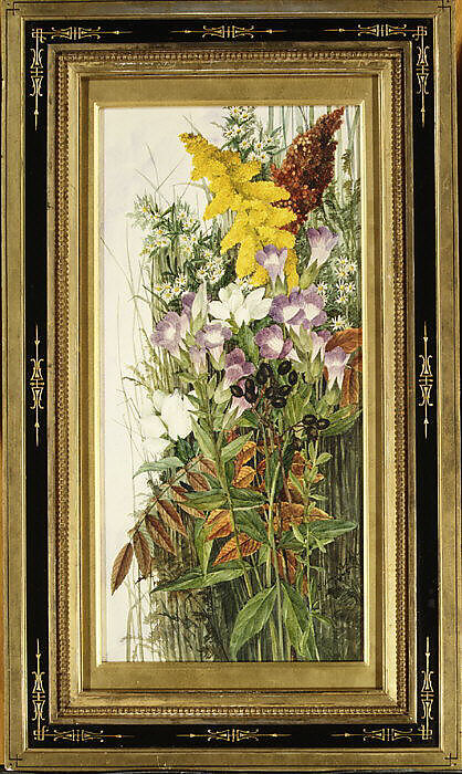 Wildflowers, Ellen Robbins (1828–1905), Watercolor, graphite, and gum arabic on off-white wove paper, American
