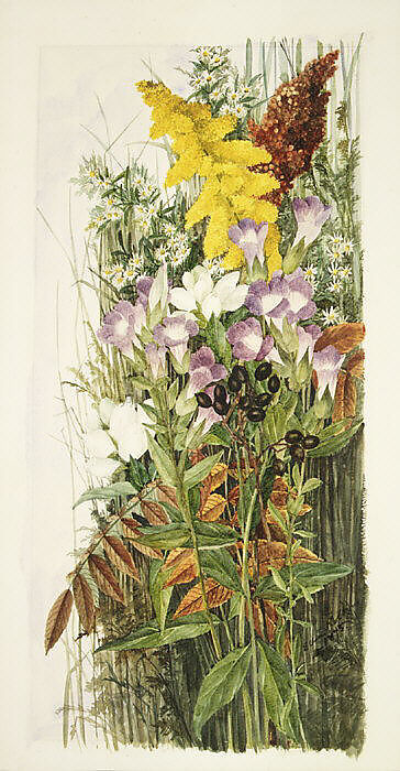 Wildflowers, Ellen Robbins (1828–1905), Watercolor, graphite, and gum arabic on off-white wove paper, American