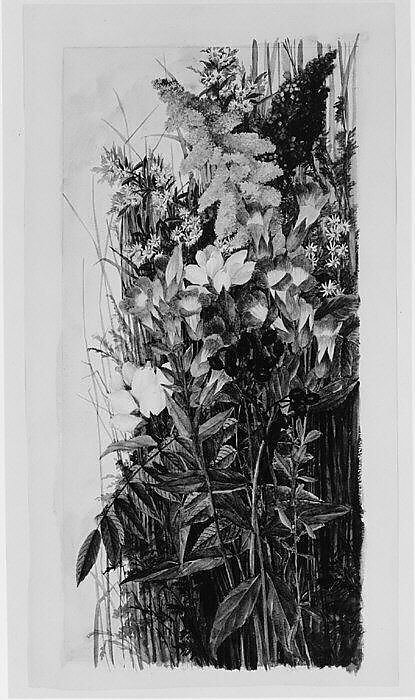 Wildflowers, Ellen Robbins (1828–1905), Watercolor, graphite, and gum arabic on off-white wove paper, American