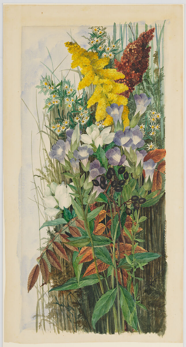 Wildflowers, Ellen Robbins (1828–1905), Watercolor, graphite, and gum arabic on off-white wove paper, American 