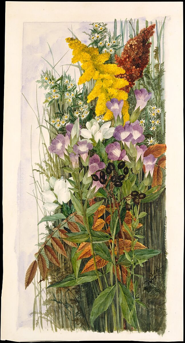 Wildflowers, Ellen Robbins (1828–1905), Watercolor, graphite, and gum arabic on off-white wove paper, American