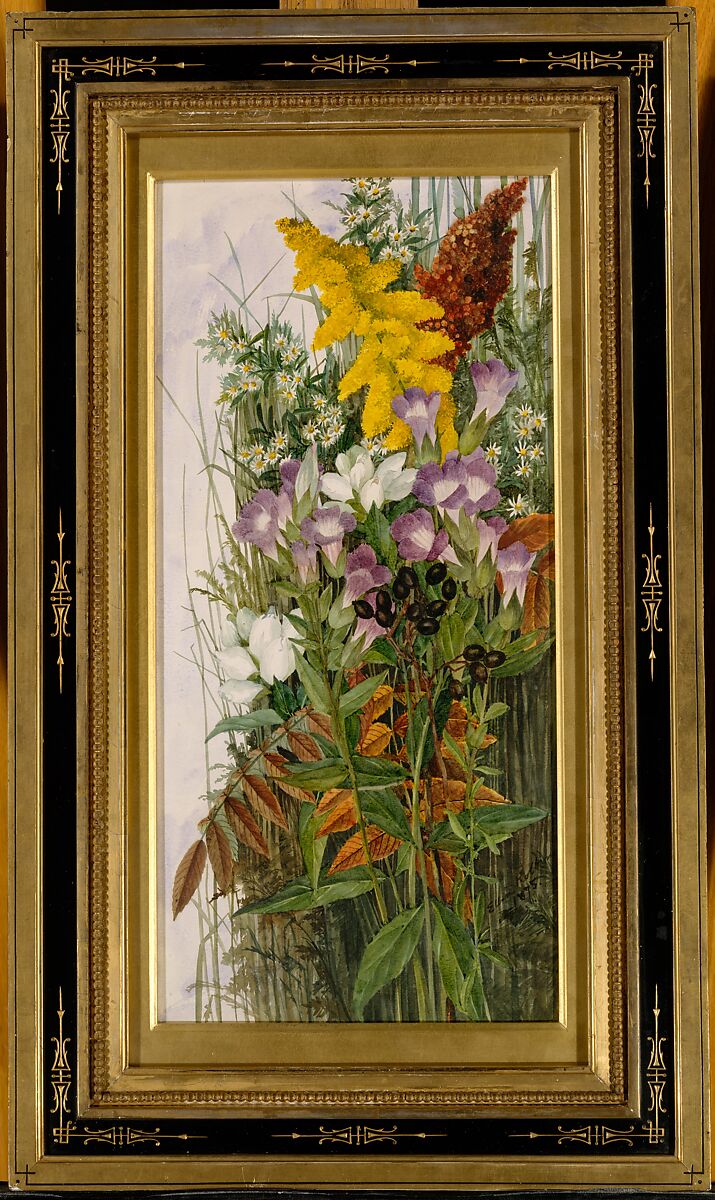 Wildflowers, Ellen Robbins (1828–1905), Watercolor, graphite, and gum arabic on off-white wove paper, American 