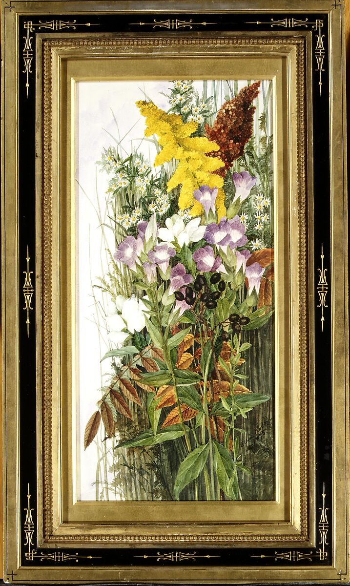 Wildflowers, Ellen Robbins (1828–1905), Watercolor, graphite, and gum arabic on off-white wove paper, American