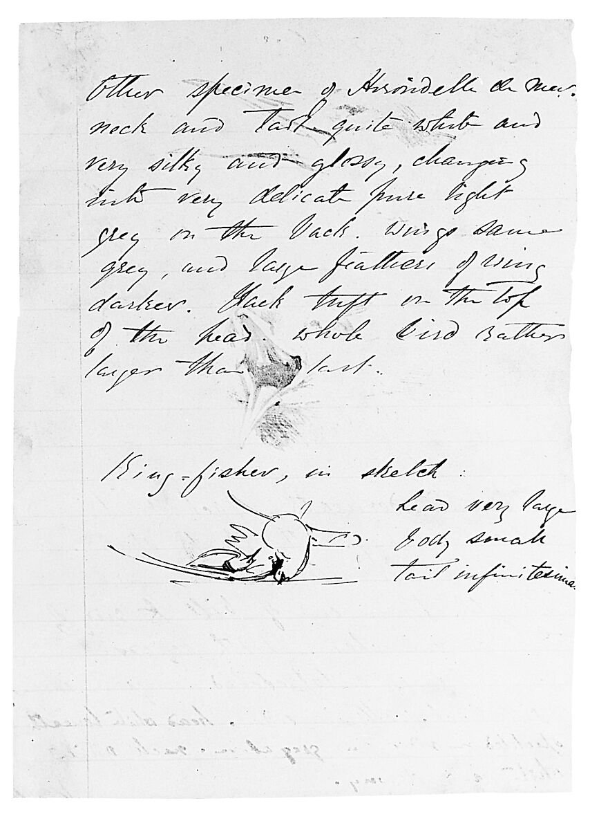 Seagull, Kingfisher, John Singer Sargent (American, Florence 1856–1925 London), Pen and ink on paper, American