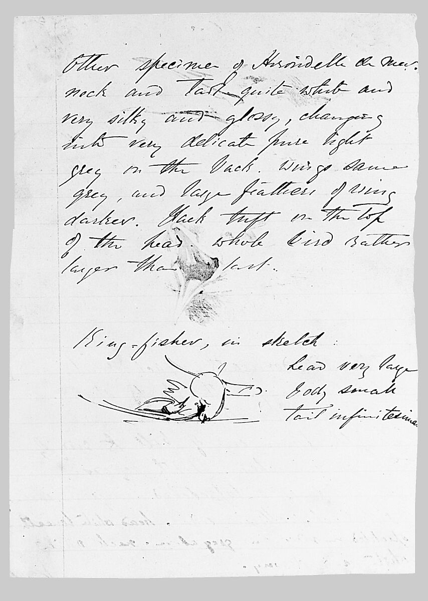 Seagull, Kingfisher, John Singer Sargent (American, Florence 1856–1925 London), Pen and ink on paper, American