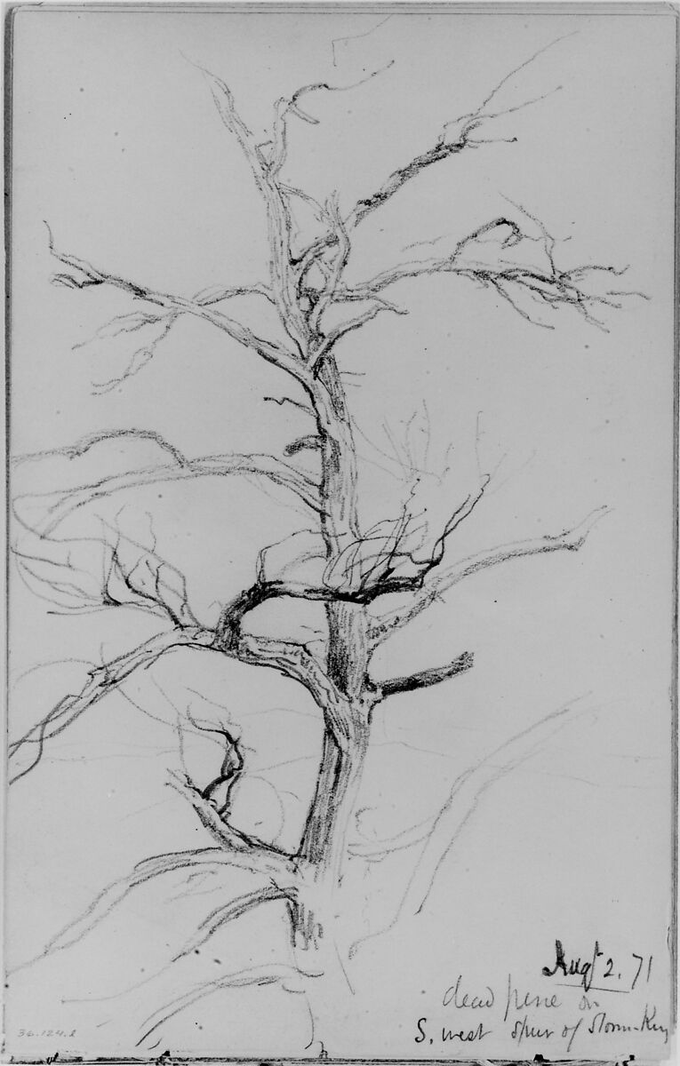 Dead Pine, Storm King (from Sketchbook), Daniel Huntington (American, New York 1816–1906 New York), Graphite on off-white wove paper, American 