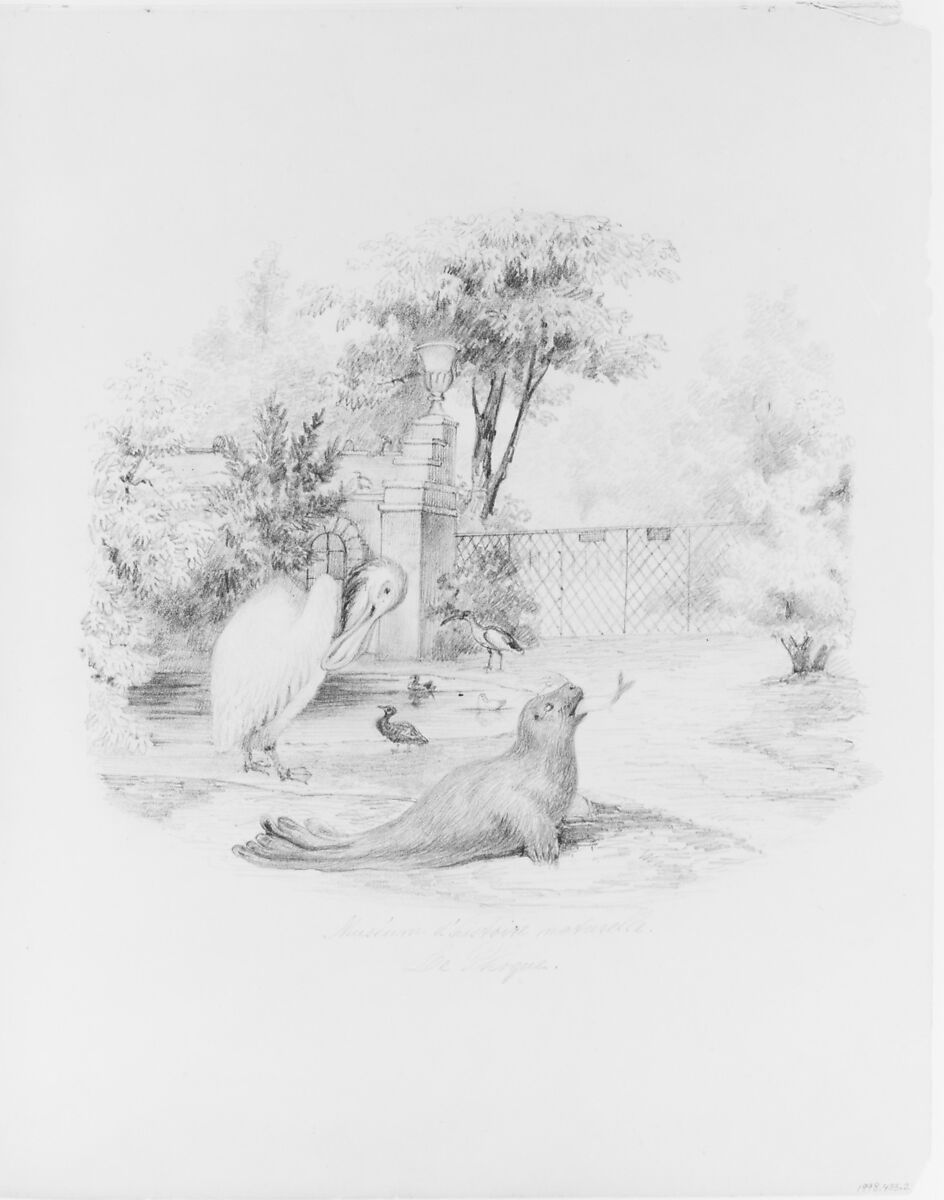 Museum d'Histoire Naturelle: Le Phoque, Henry Jackson Morton (1807–1890), Graphite on off-white wove paper, American