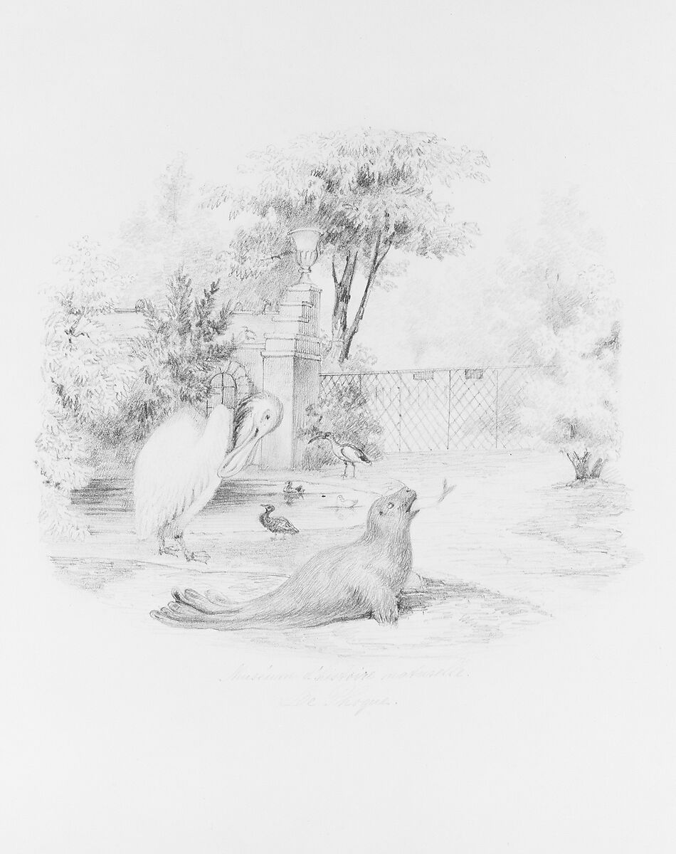 Museum d'Histoire Naturelle: Le Phoque, Henry Jackson Morton (1807–1890), Graphite on off-white wove paper, American 