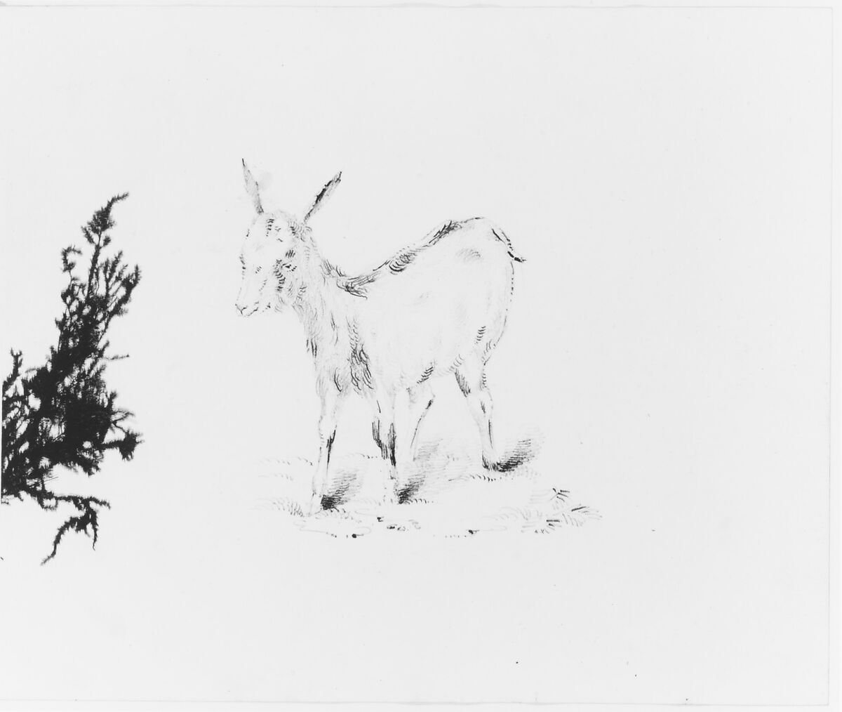 Goat (from Sketchbook), John William Casilear (American, New York 1811–1893 Saratoga Springs, New York), Graphite on wove paper, American 