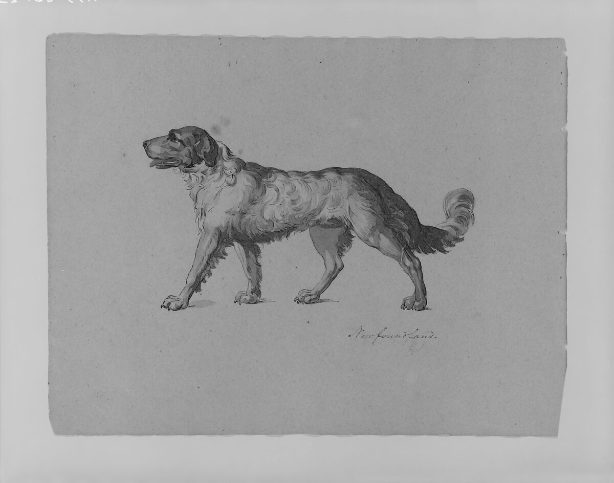 Newfoundland Dog (from Sketchbook), Thomas Sully (American, Horncastle, Lincolnshire 1783–1872 Philadelphia, Pennsylvania), Ink, wash, on paper, American 