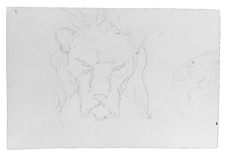 Frontal and Profile Studies of a Lion's Head