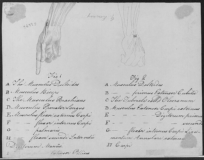 Anotomaical Description of the Hand and the Wrist, After Benjamin West (American, Swarthmore, Pennsylvania 1738–1820 London), Black ink, watercolor washes, and black chalk on off-white laid paper, American
