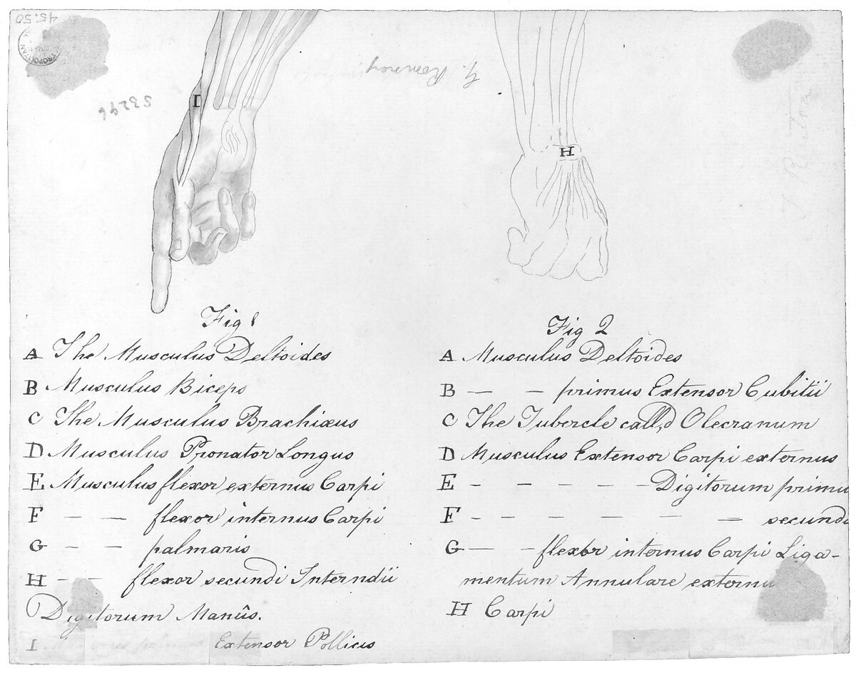 Anotomaical Description of the Hand and the Wrist, After Benjamin West (American, Swarthmore, Pennsylvania 1738–1820 London), Black ink, watercolor washes, and black chalk on off-white laid paper, American 