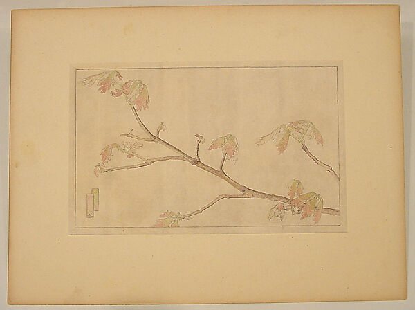 Young Oak Leaves Nature Study, Zulma Steele (1881–1979), Colored pencil on tissue 