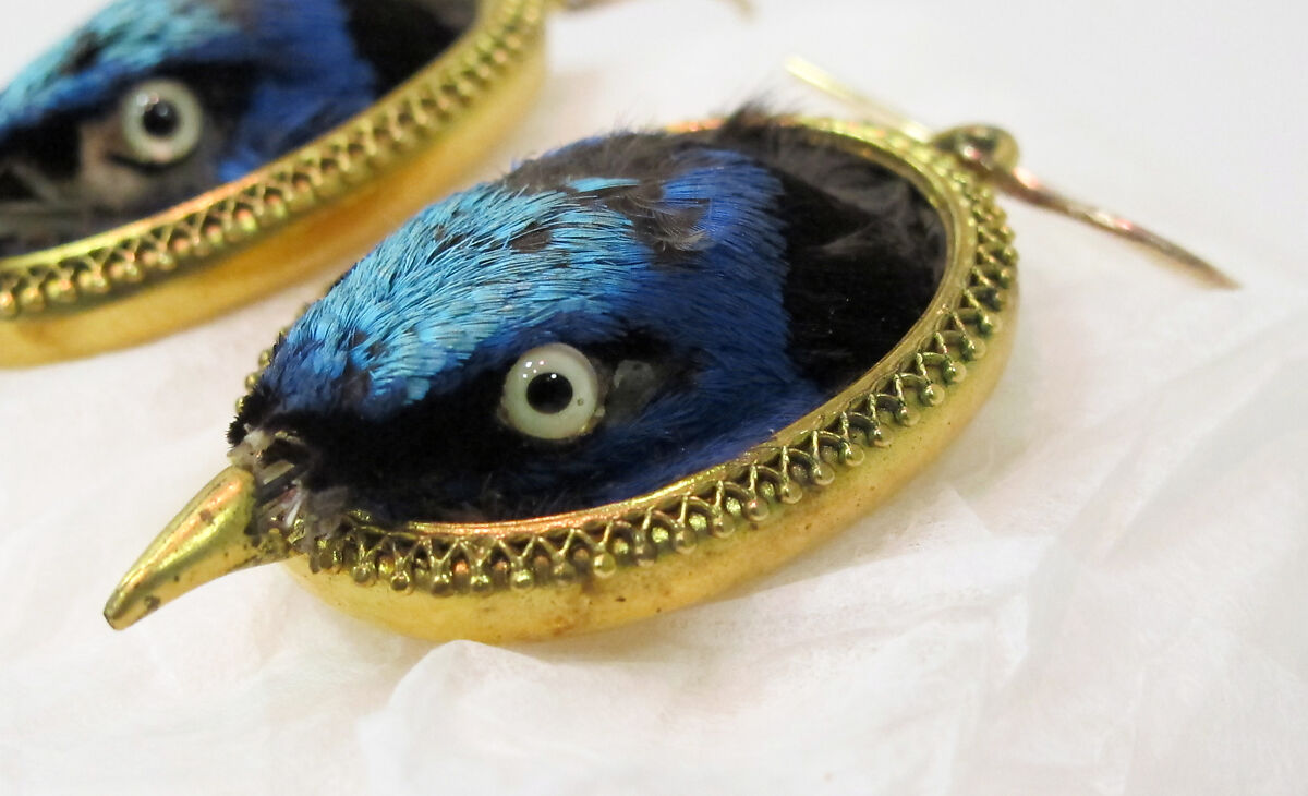 Earrings, preserved red-legged honeycreeper. gold, metal, British