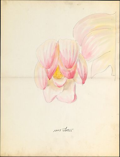 Design drawing of of lotus blossom of floral capital from loggia, Laurelton Hall