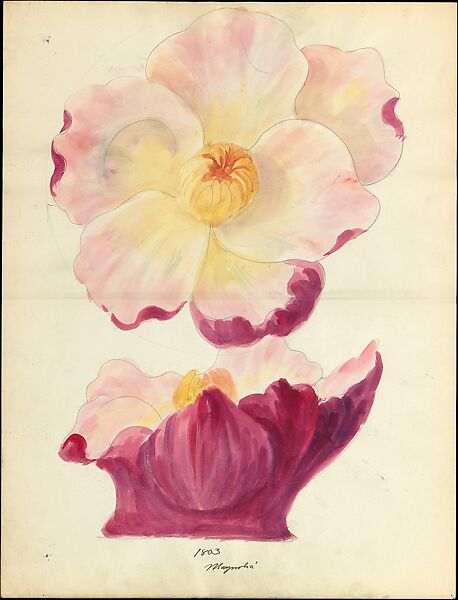 Design drawing of magnolia blossom of floral capital from loggia, Laurelton Hall, Lenox, Incorporated (American, Trenton, New Jersey, established 1889), Watercolor, graphite, and ink on paper, American 