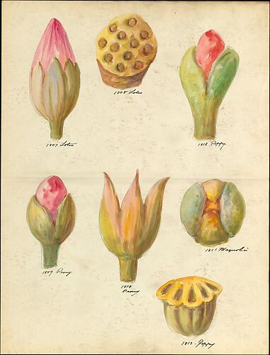 Design drawing of flower buds and seedpods of floral capitals from loggia, Laurelton Hall