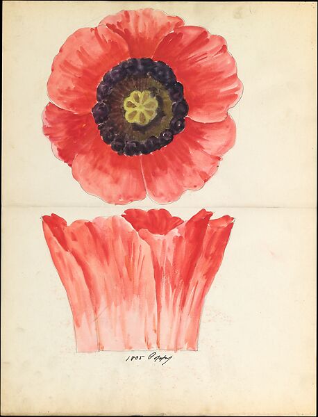 Design drawing of of poppy blossom of floral capital from loggia, Laurelton Hall, Lenox, Incorporated (American, Trenton, New Jersey, established 1889), Watercolor, graphite, and ink on paper, American 