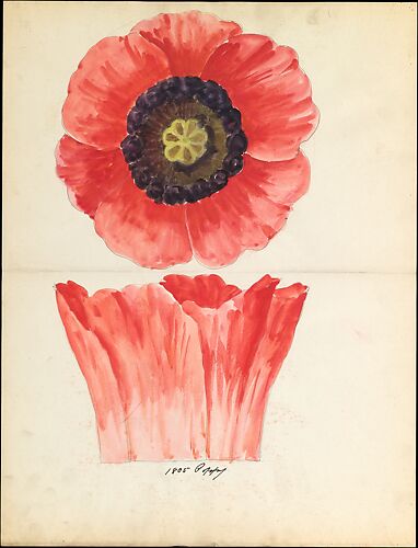 Design drawing of of poppy blossom of floral capital from loggia, Laurelton Hall