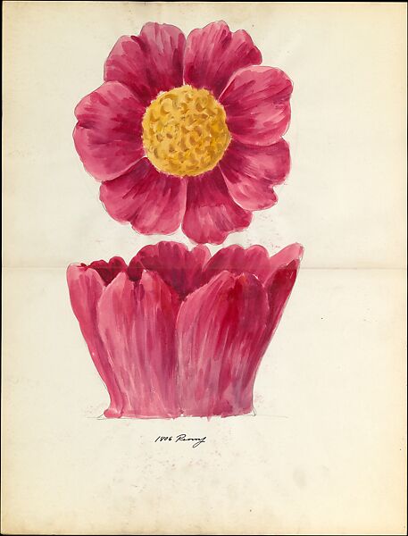 Design drawing of peony blossom of floral capital from loggia, Laurelton Hall, Lenox, Incorporated (American, Trenton, New Jersey, established 1889), Watercolor, graphite, and ink on paper, American 