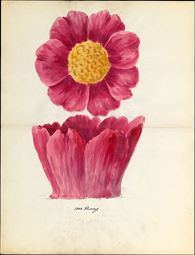 Design drawing of peony blossom of floral capital from loggia, Laurelton Hall