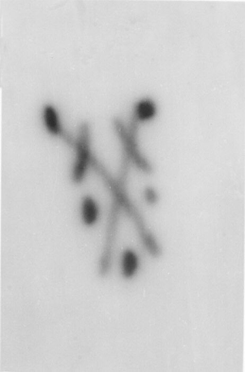 Two dishes, Weesp, Hard-paste porcelain, Dutch, Weesp