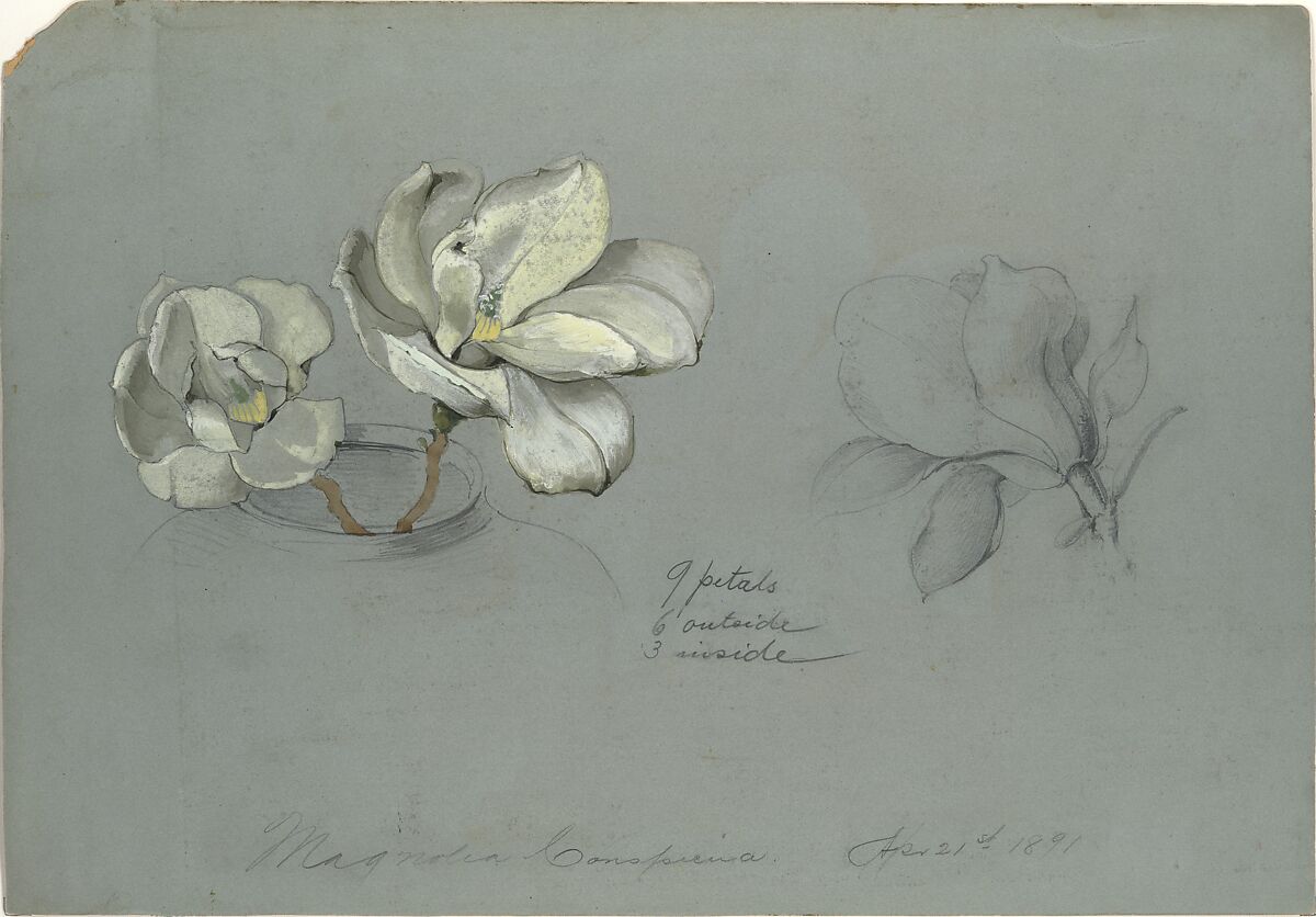 Magnolia Conspicua, Tiffany &amp; Co. (1837–present), Opaque and transparent watercolor, and graphite on board, American 