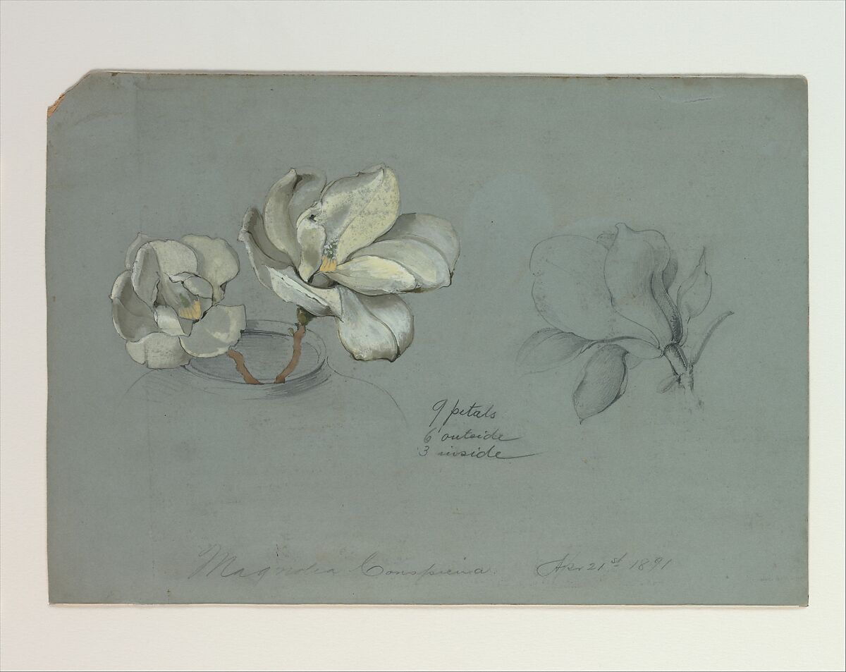 Magnolia Conspicua, Tiffany &amp; Co. (1837–present), Opaque and transparent watercolor, and graphite on board, American