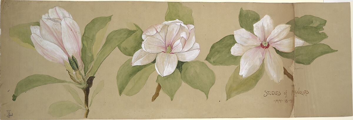 Studies of Magnolias, Tiffany &amp; Co. (1837–present), Opaque and transparent watercolor, ink and graphite on paper, American 