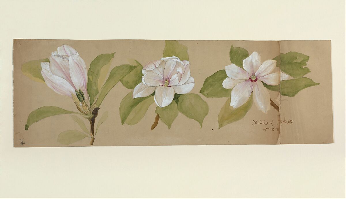 Studies of Magnolias, Tiffany &amp; Co. (1837–present), Opaque and transparent watercolor, ink and graphite on paper, American