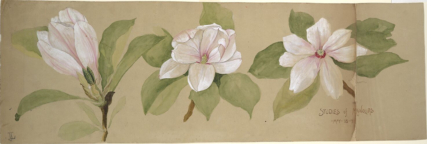 Studies of Magnolias