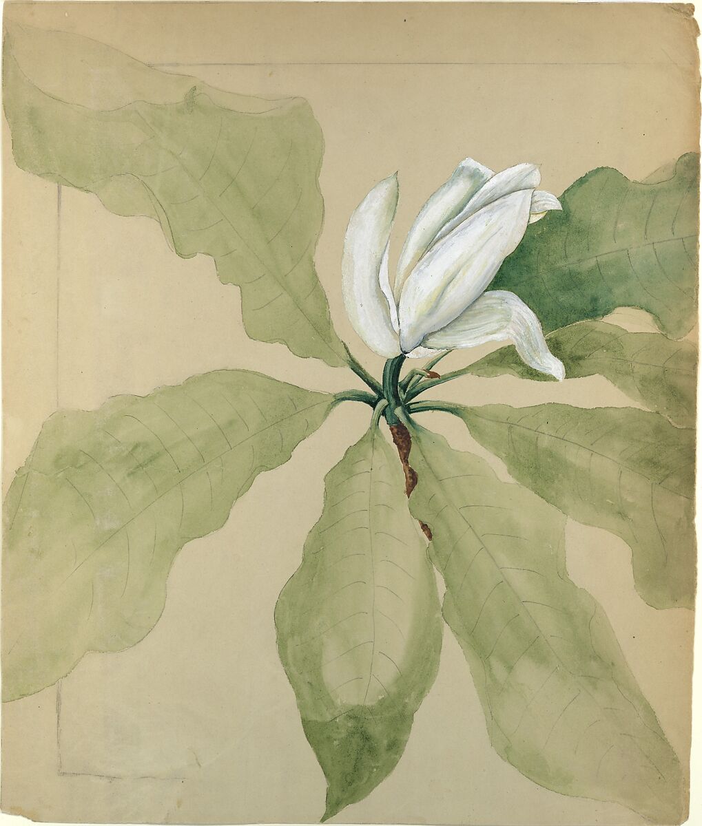Study of Magnolia Blossom, Tiffany &amp; Co. (1837–present), Opaque and transparent watercolor and graphite on paper, American 