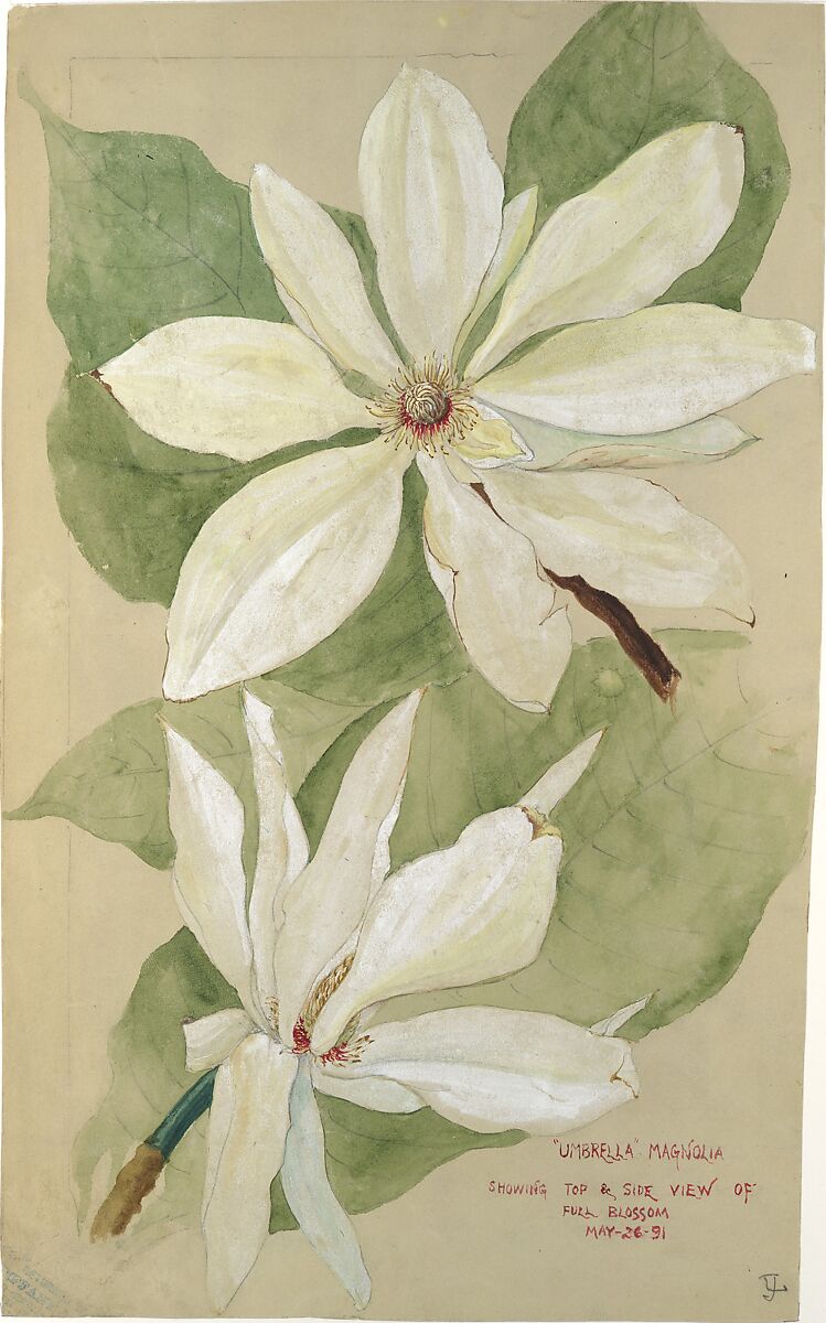 "Umbrella" Magnolia, Tiffany &amp; Co. (1837–present), Opaque and transparent watercolor, and graphite on paper, American 
