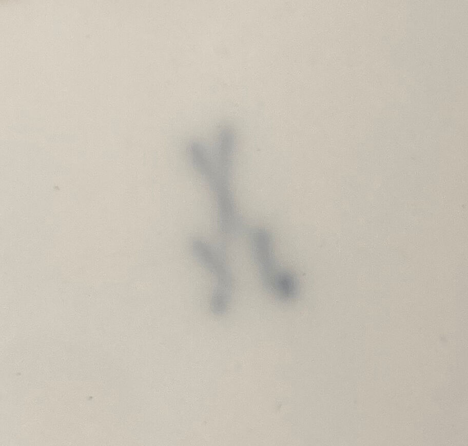 Plate, Meissen Manufactory (German, 1710–present), Hard-paste porcelain, German, Meissen