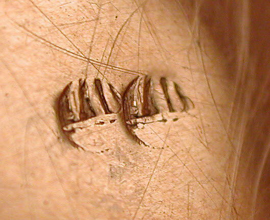 Snuffbox, Attributed to Johann Christian Neuber (German, 1736–1808), Gold, carnelian, agate, German, probably Dresden